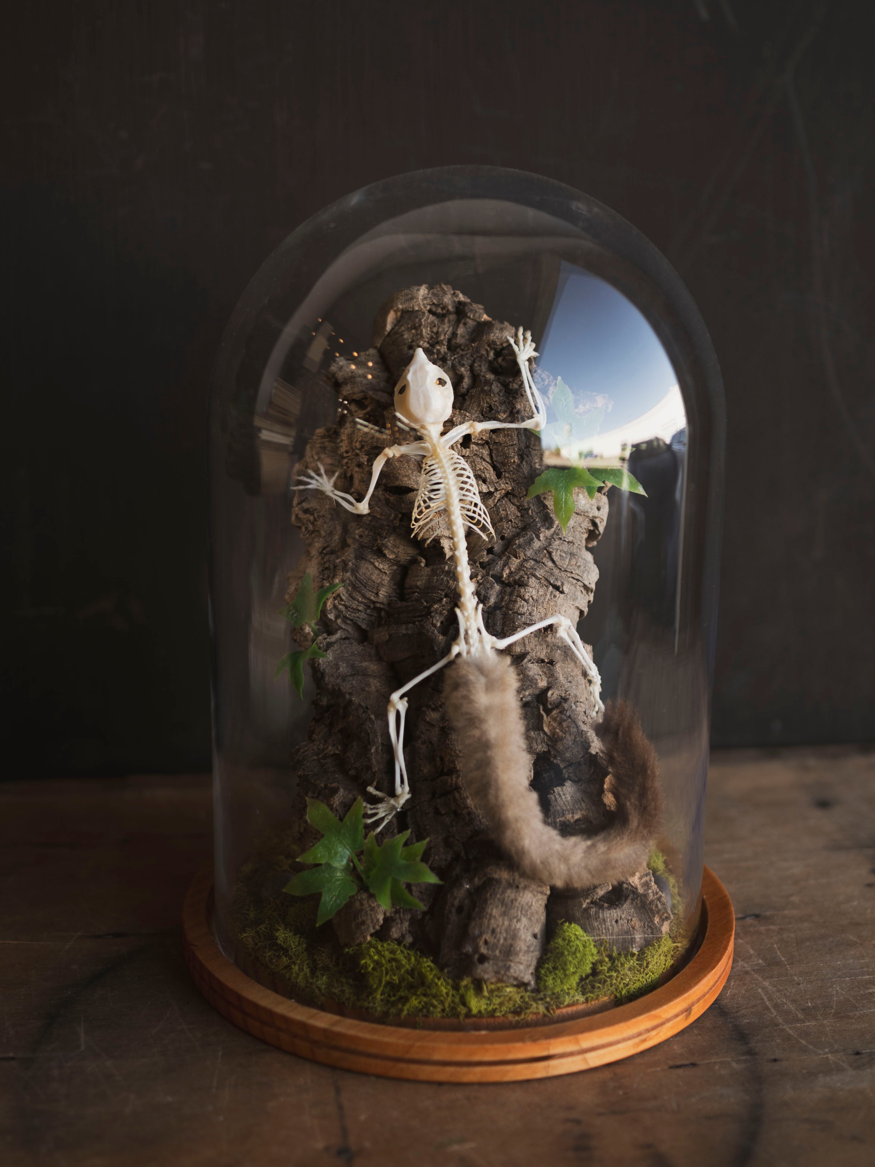 Articulated Full Body Sugar Glider Skeleton in Cloche by Luis