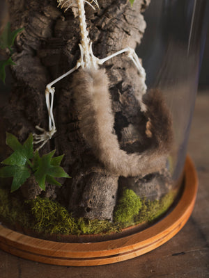 Articulated Full Body Sugar Glider Skeleton in Cloche by Luis