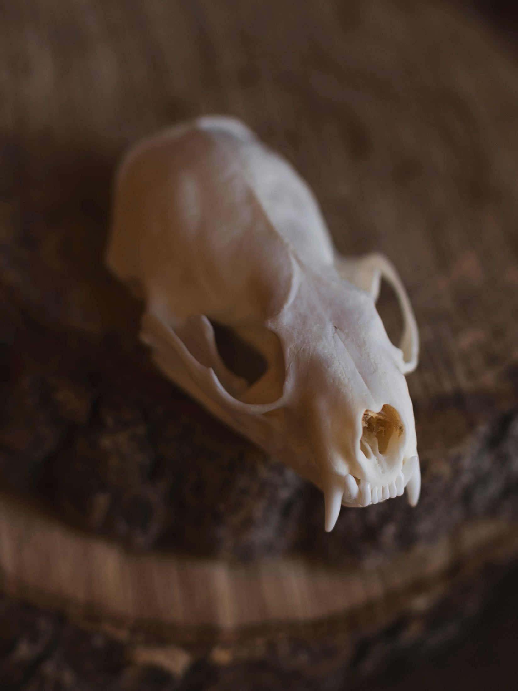 Mink Skull, SB28