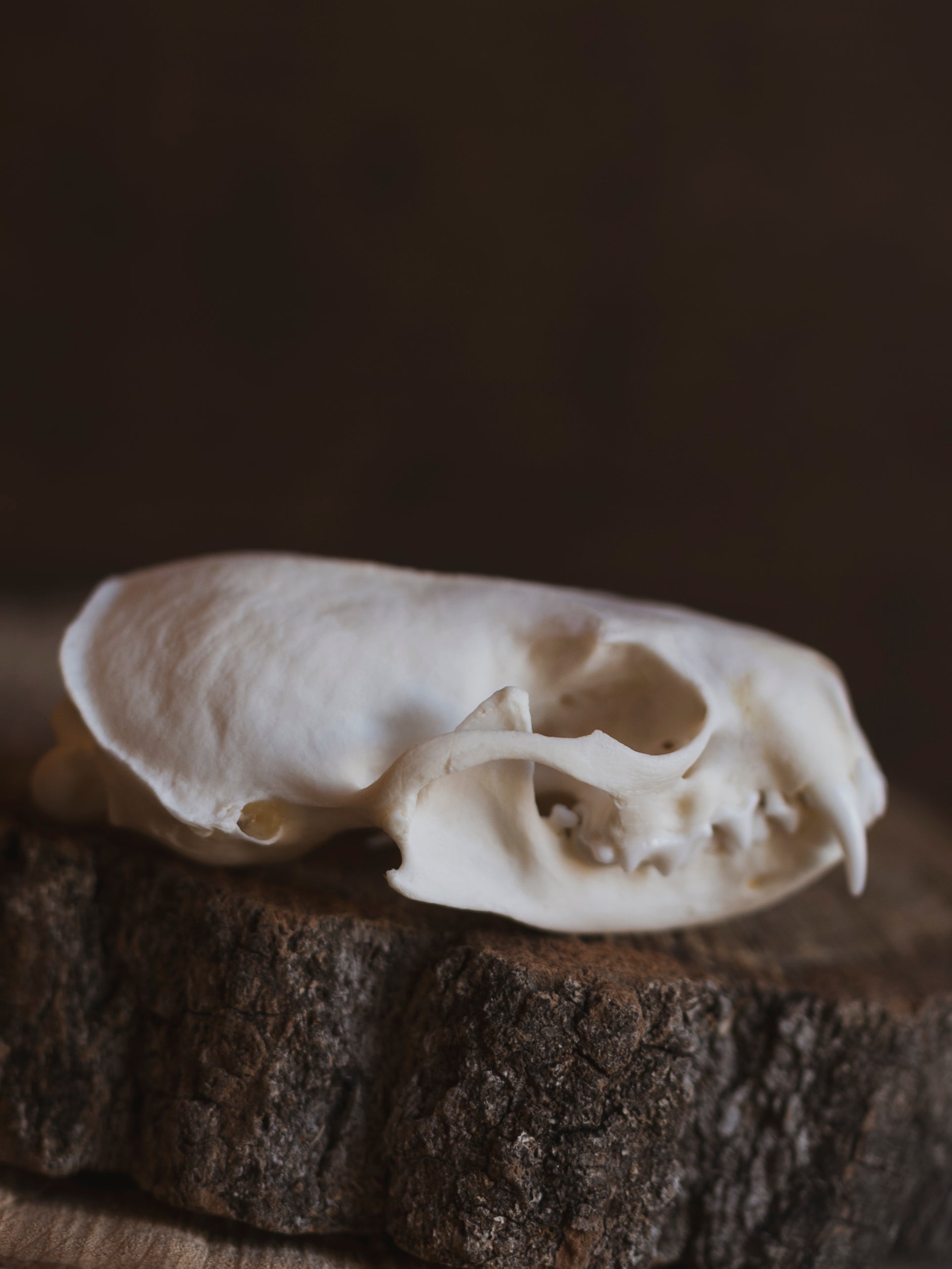 Mink Skull, SB28