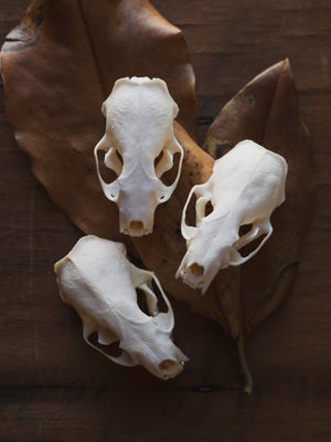 Mink Skull, SB28