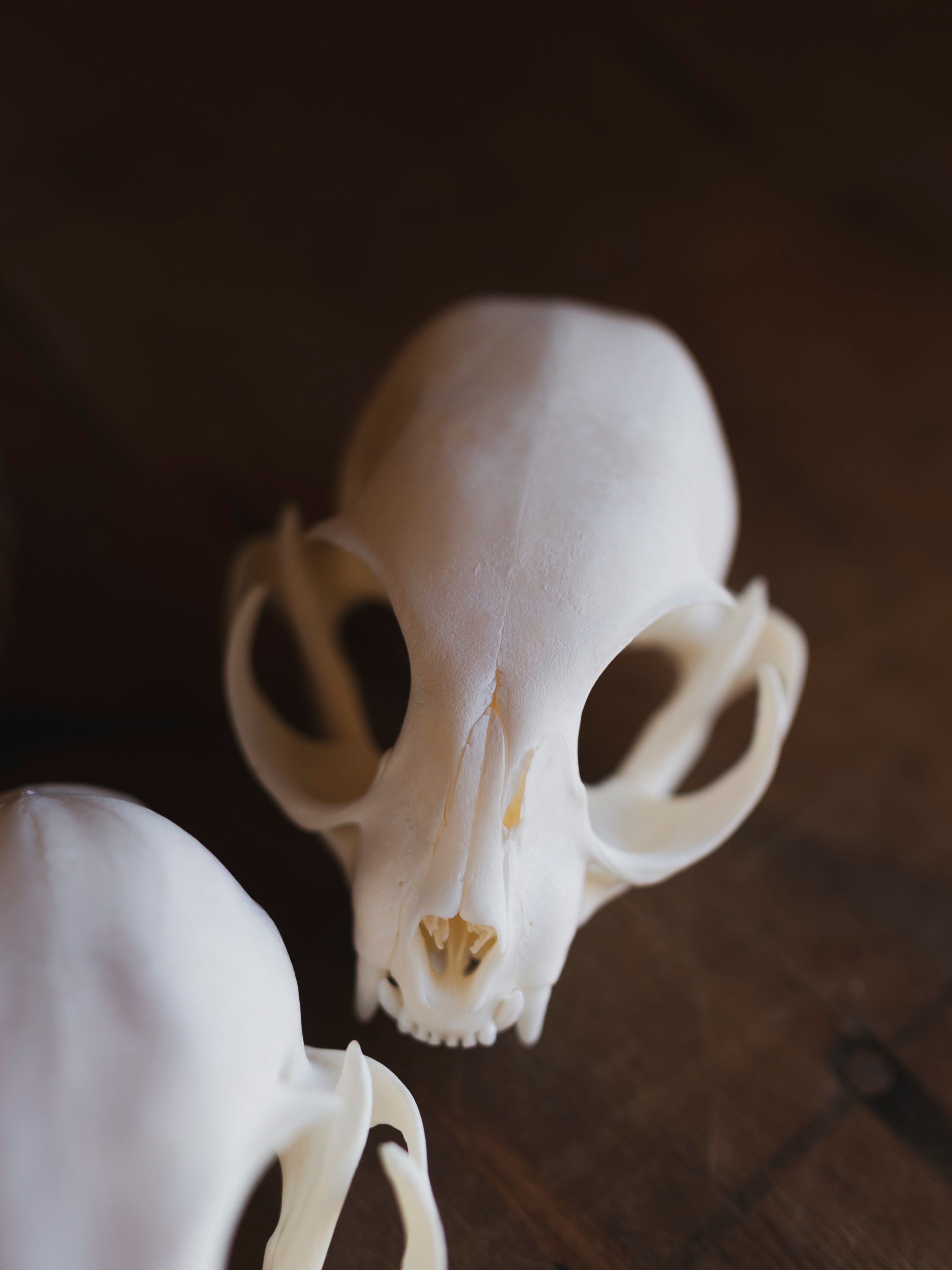 Domestic Cat Skull, SB429