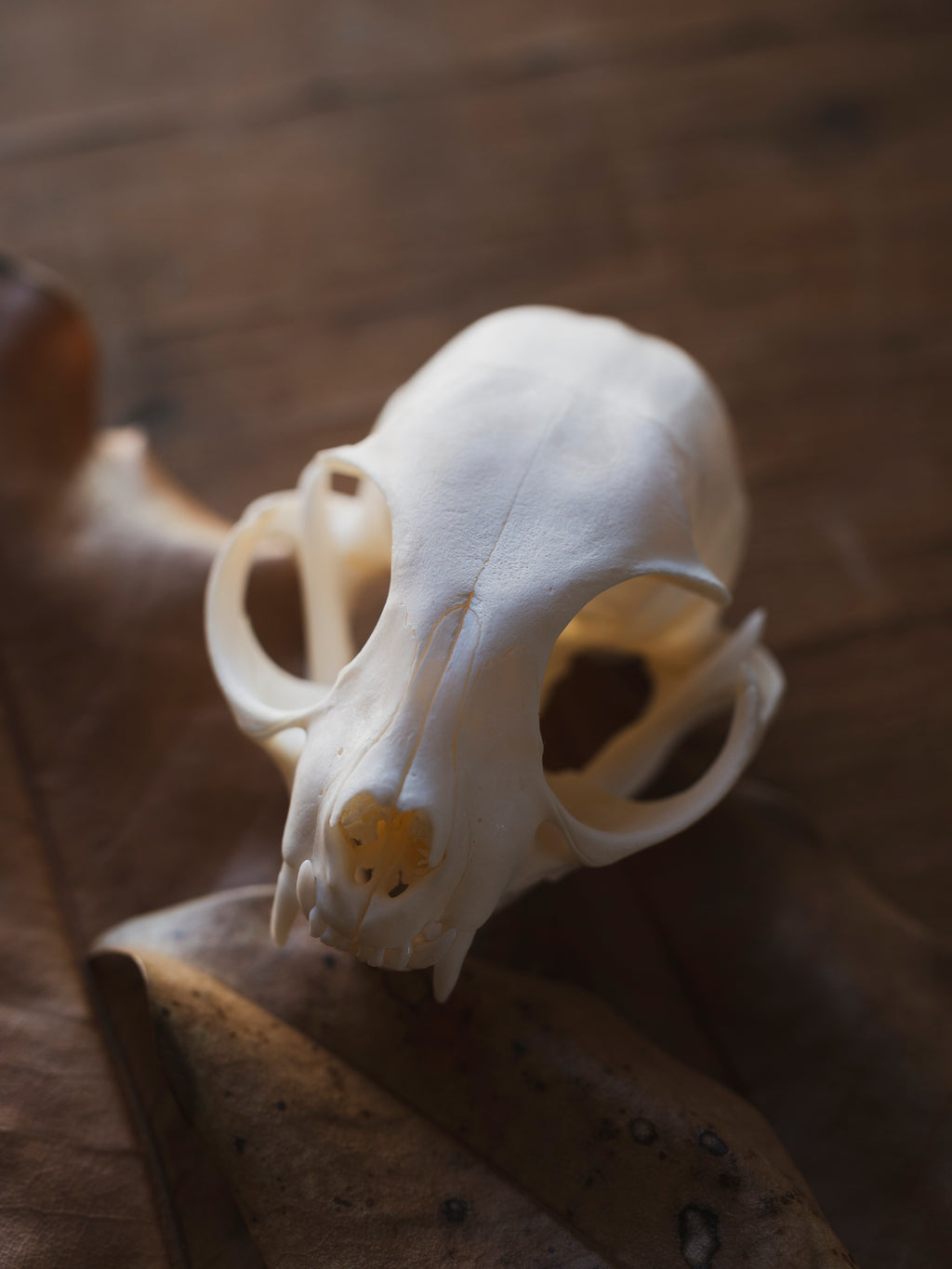 Domestic Cat Skull, SB429