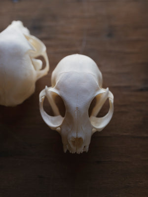 Domestic Cat Skull, SB429