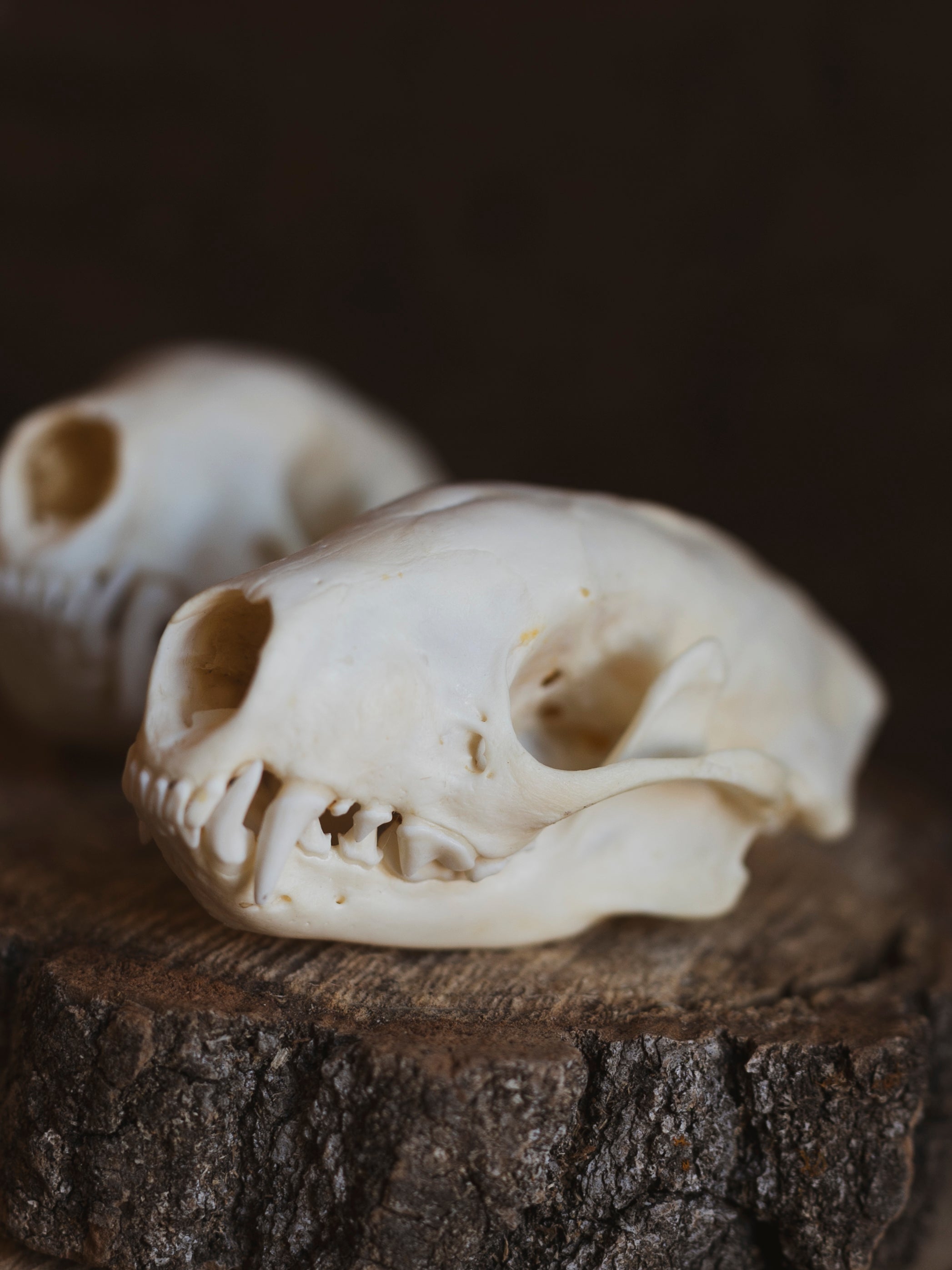 Skunk Skull, SB462