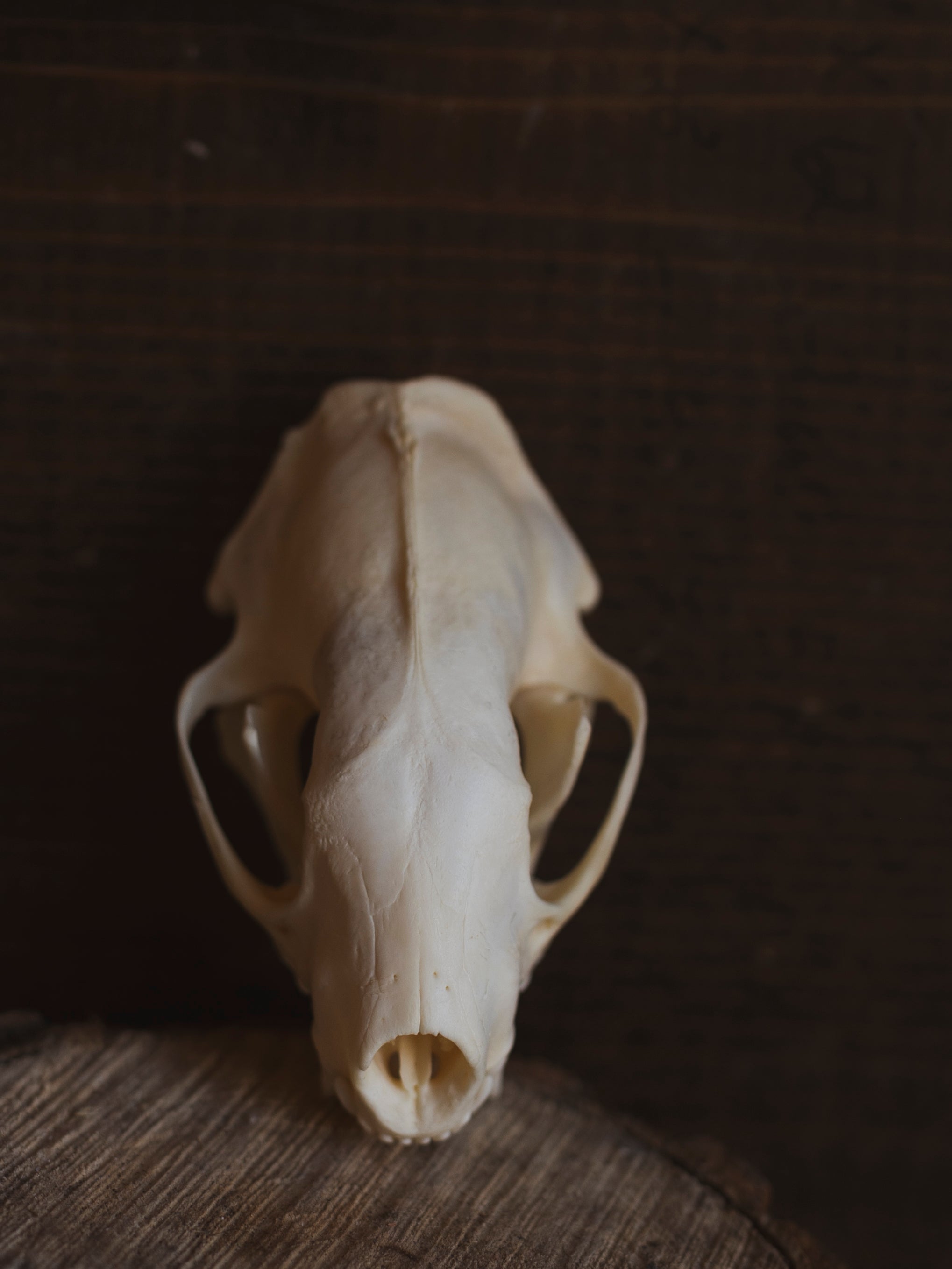 Skunk Skull, SB462