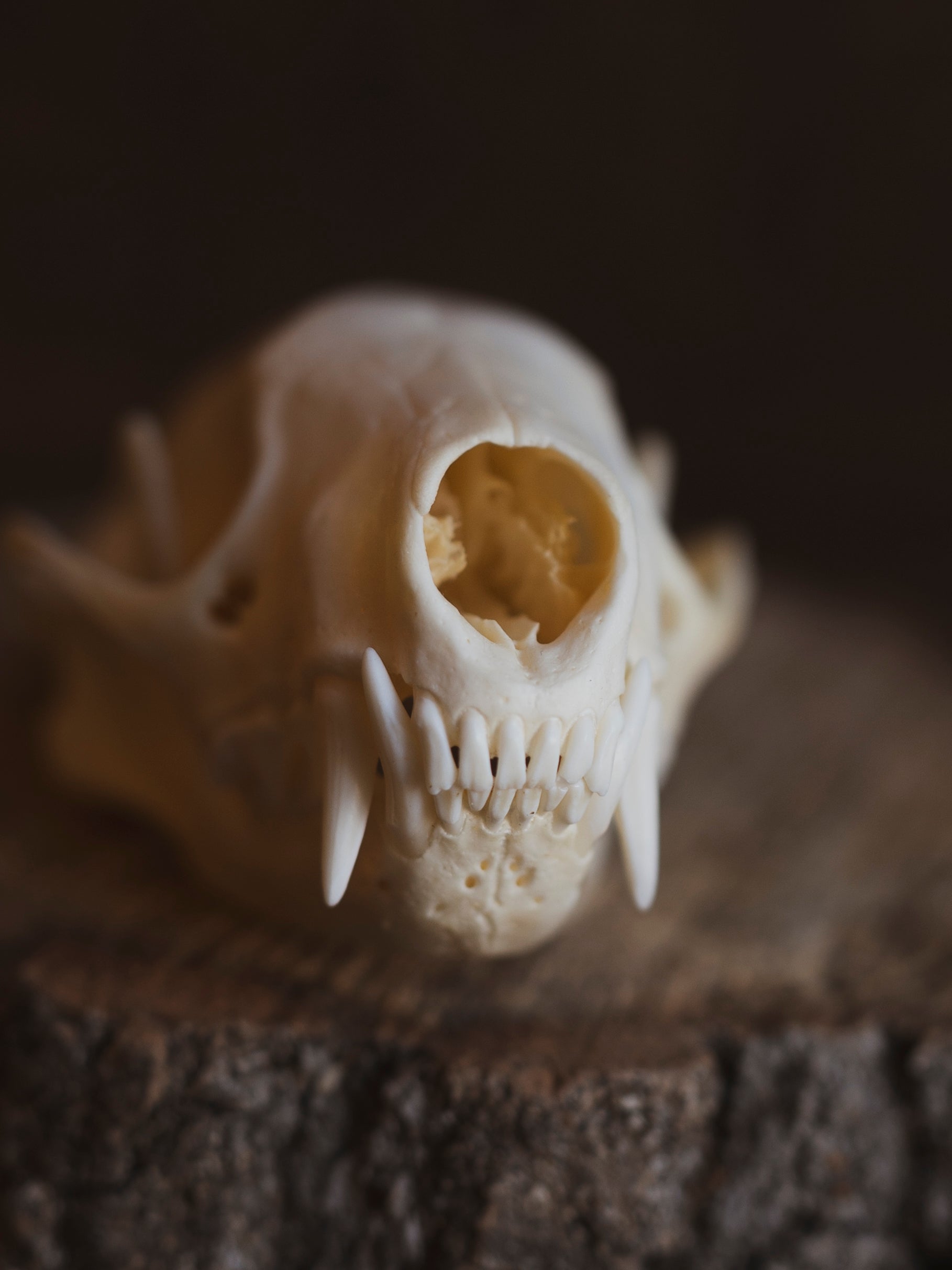 Skunk Skull, SB462