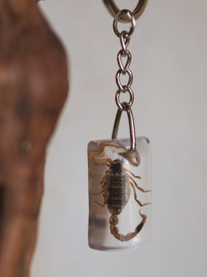 Acrylic Scorpion Keychain, CA583