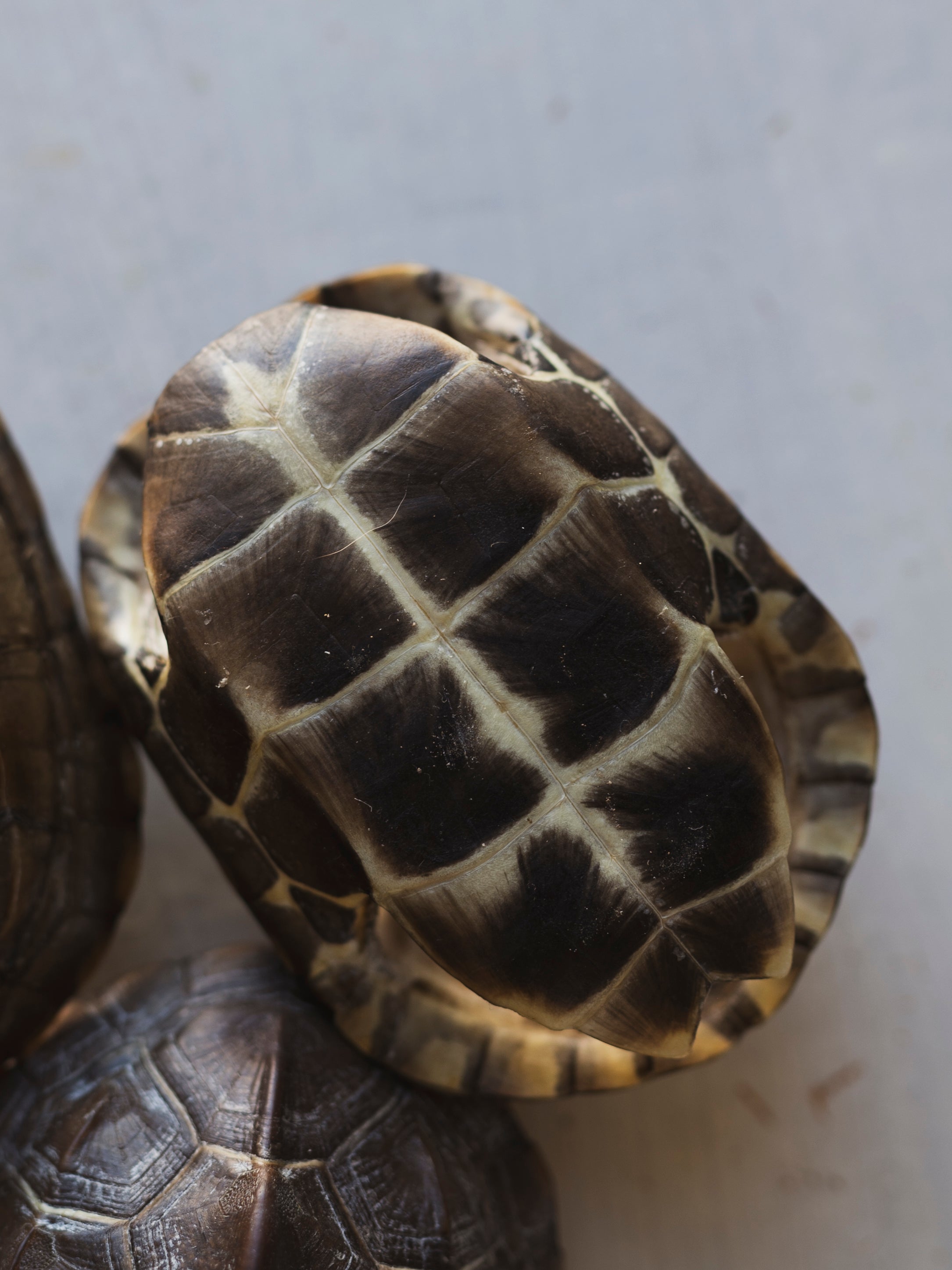 Reeve’s Three Keeled Pond Turtle Shell, SB537