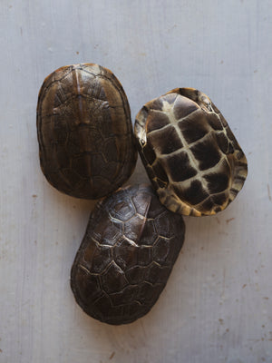 Reeve’s Three Keeled Pond Turtle Shell, SB537