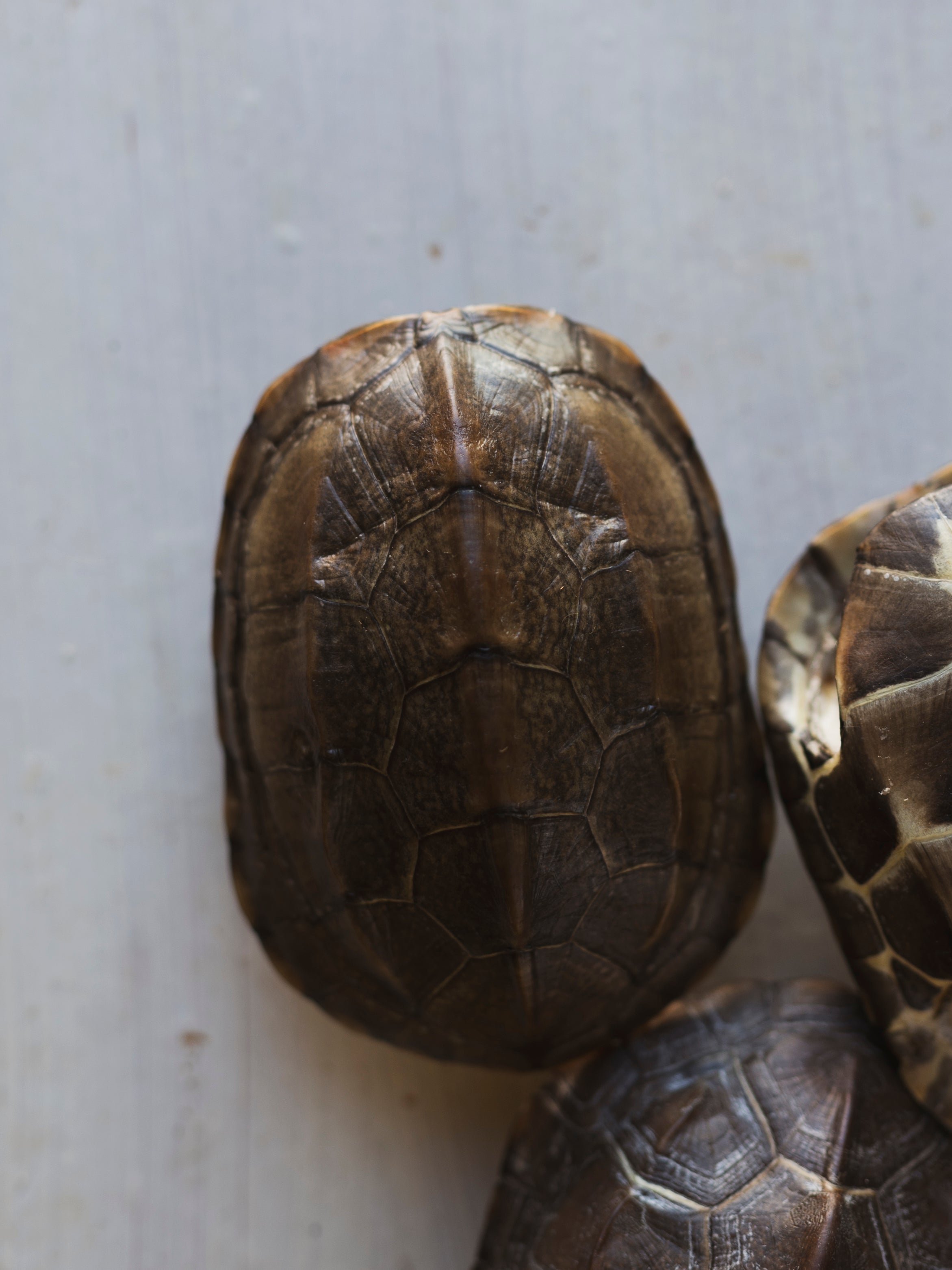 Reeve’s Three Keeled Pond Turtle Shell, SB537