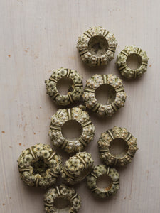 0.75-1.5" Green Knobby Sea Urchin, NA267