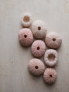 .75-2.25" Pink Grass Sea Urchin, NA40