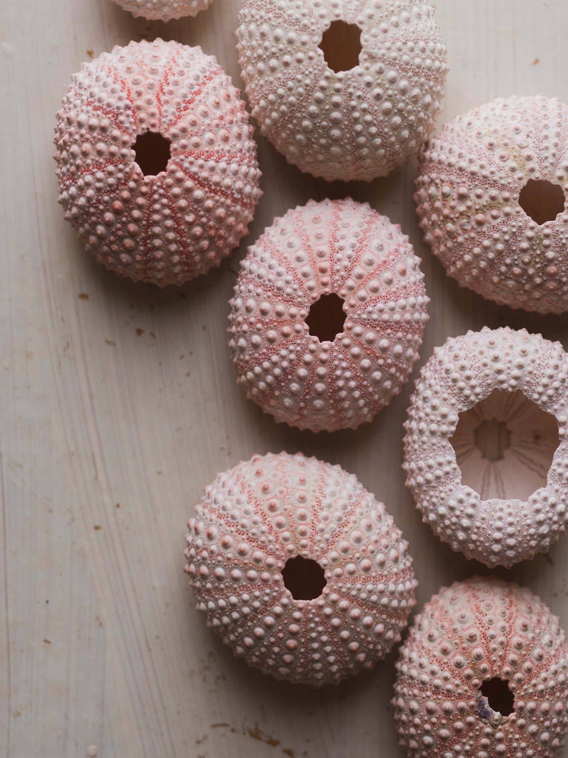 .75-2.25" Pink Grass Sea Urchin, NA40