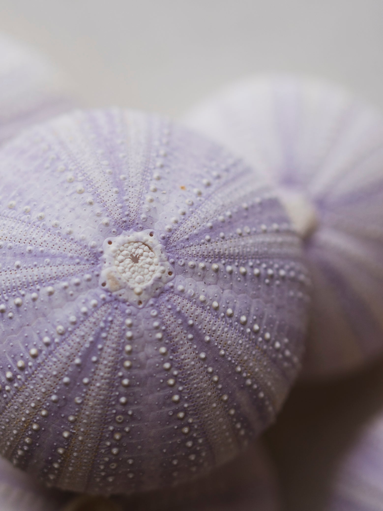 2-3" Purple Sea Urchin, NA742