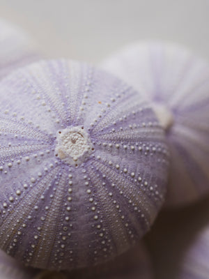 2-3" Purple Sea Urchin, NA742