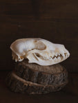 Red Fox Skull, SB423