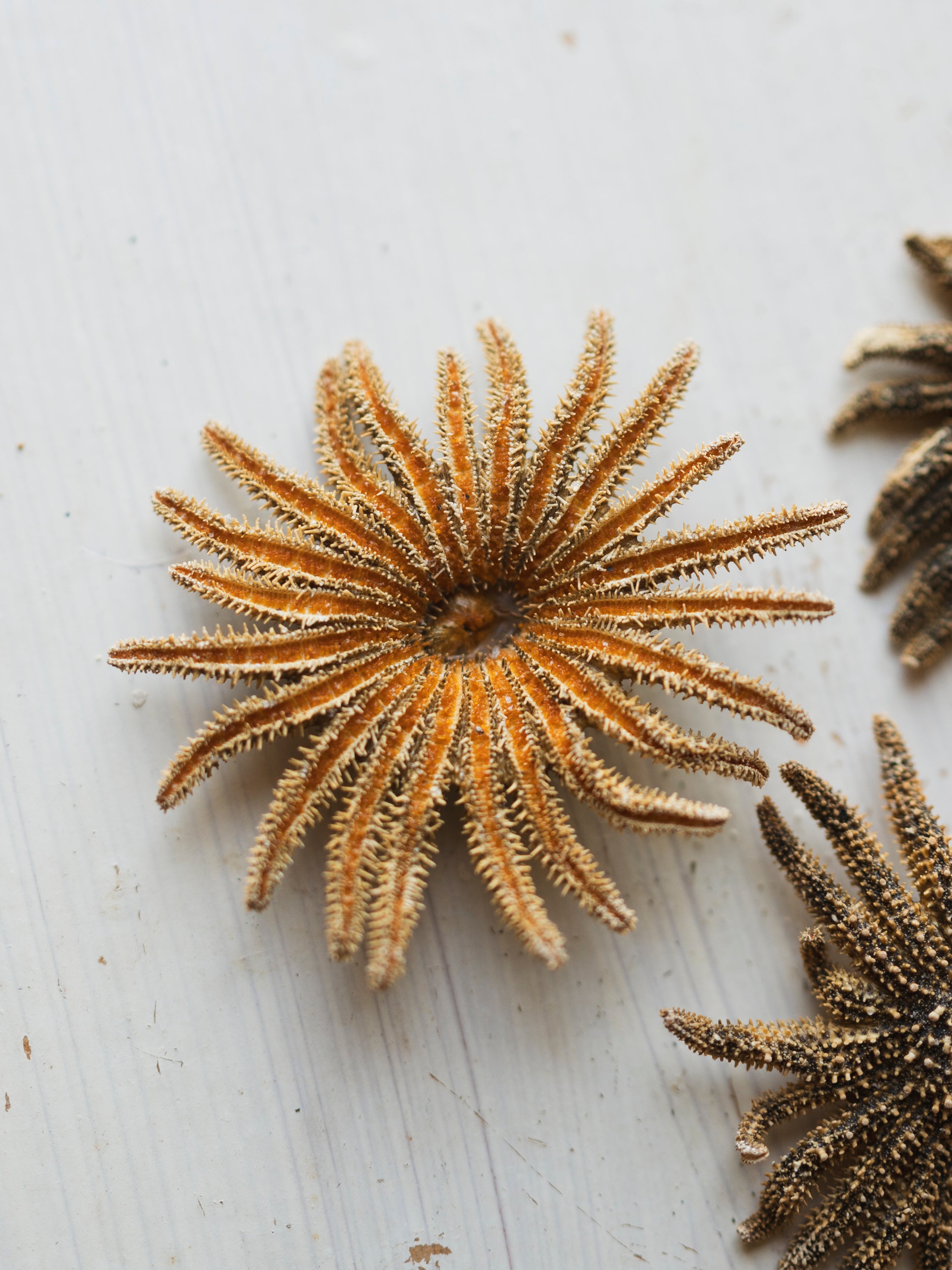 2-3" Sunflower Sea Star, NA25