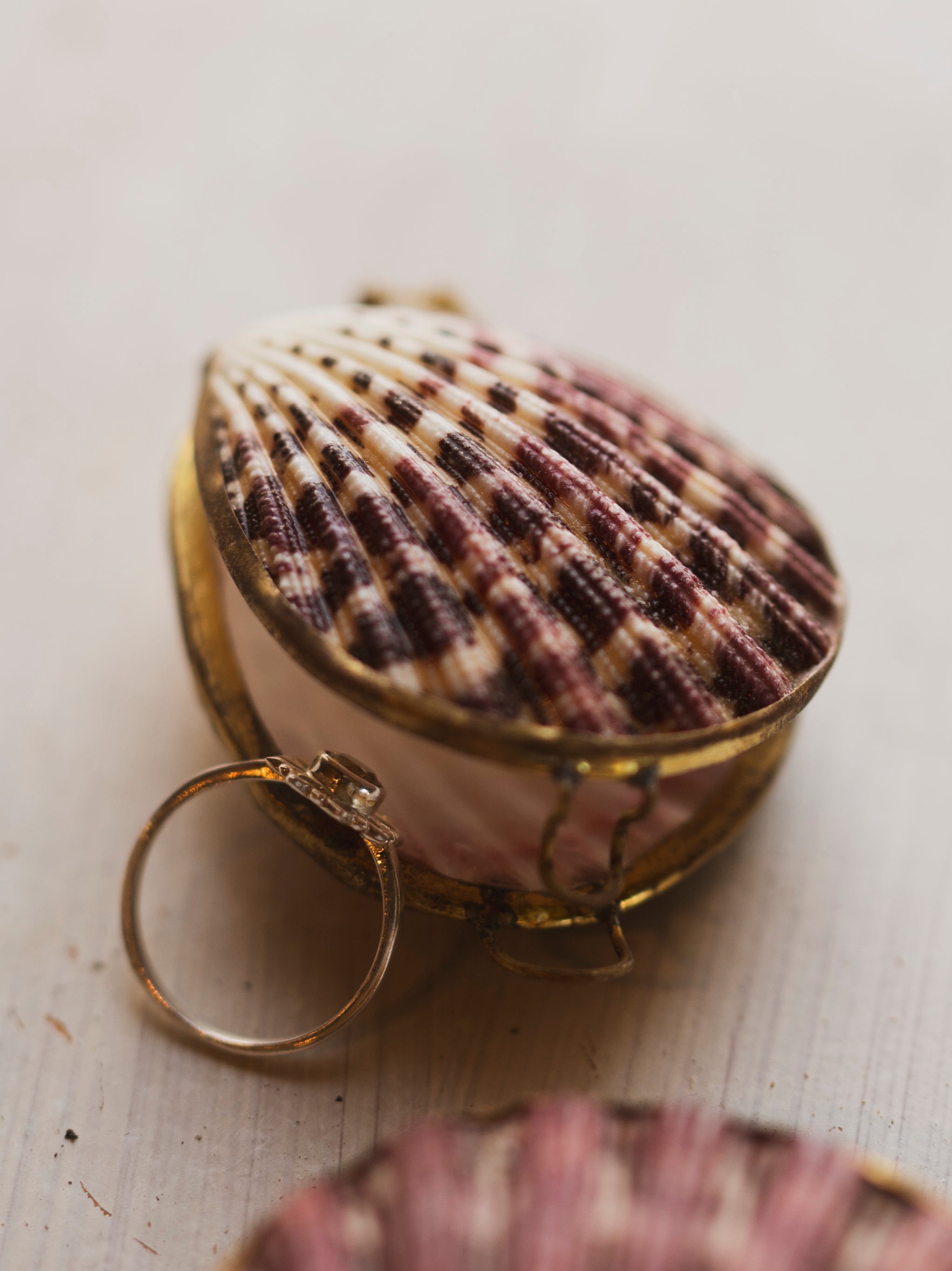 Pectin Shell Coin Purse, NA193