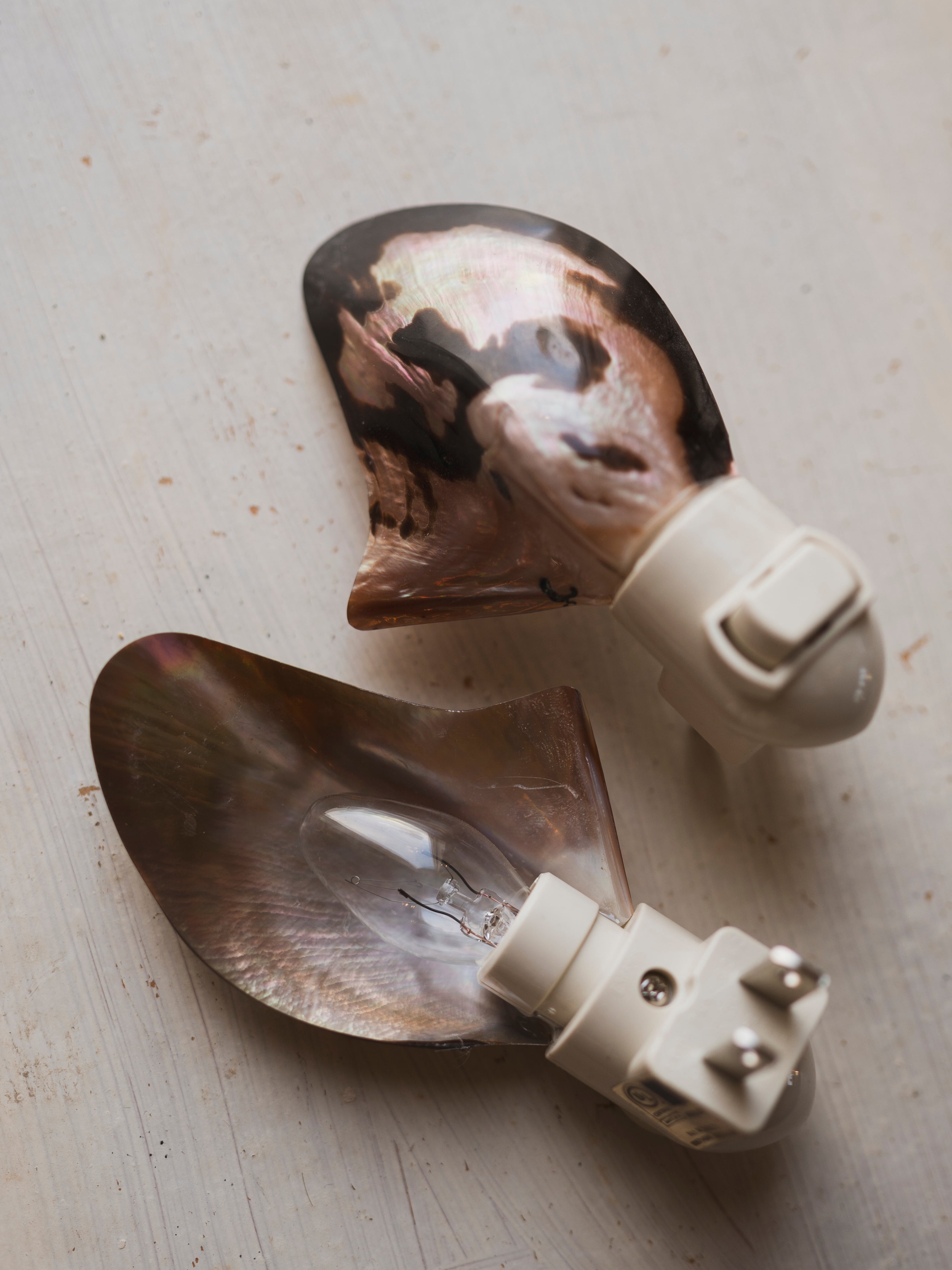 Winged Oyster Night Light, NA380