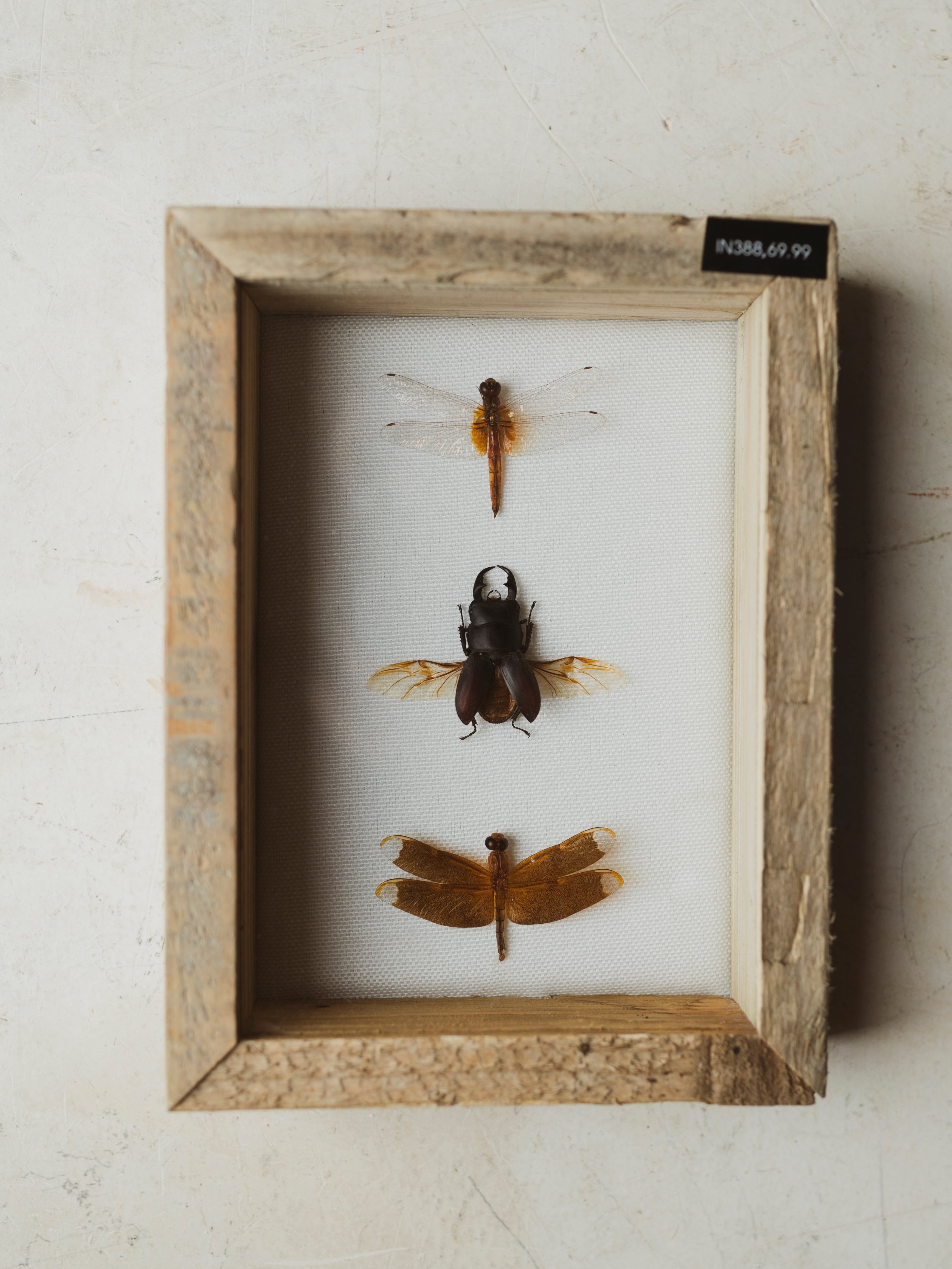 7.5" Framed Insect Collection, IN388