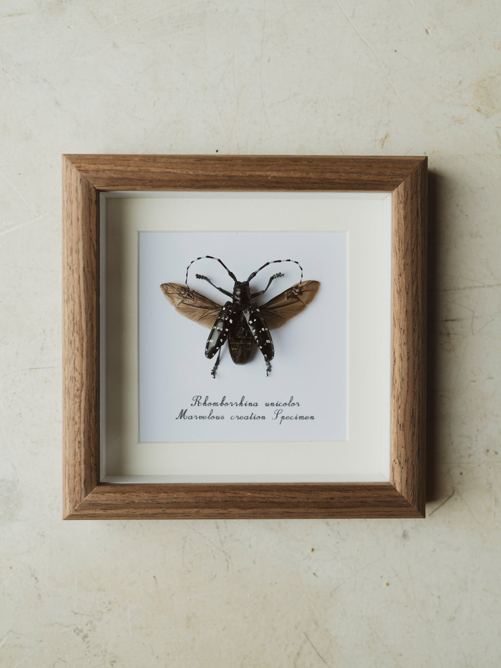 5.75" Framed Citrus Longhorned Beetle, IN797