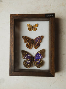 7.75" Framed Butterfly Collection, IN386