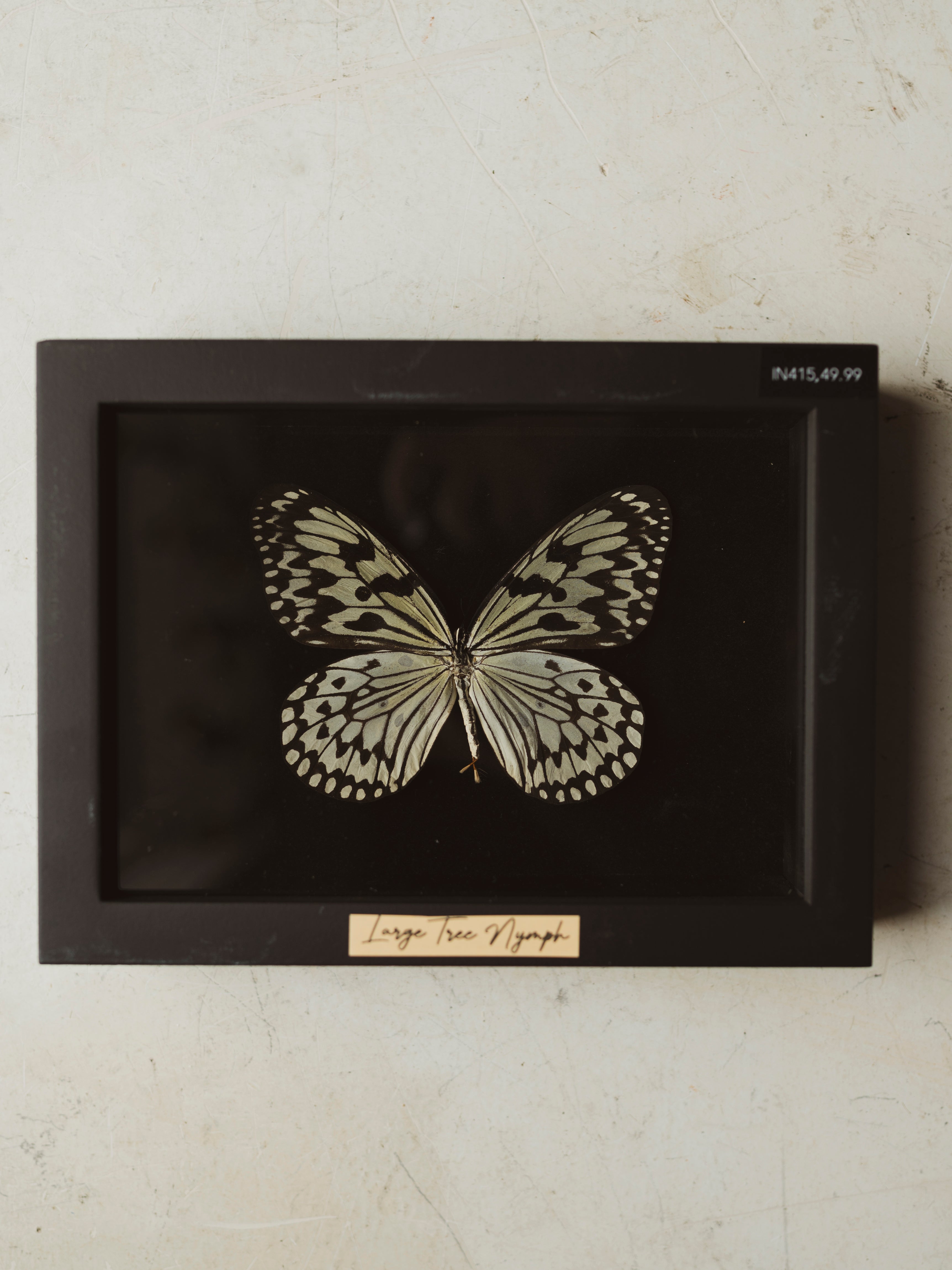 5.75" Framed Large Tree Nymph, IN415