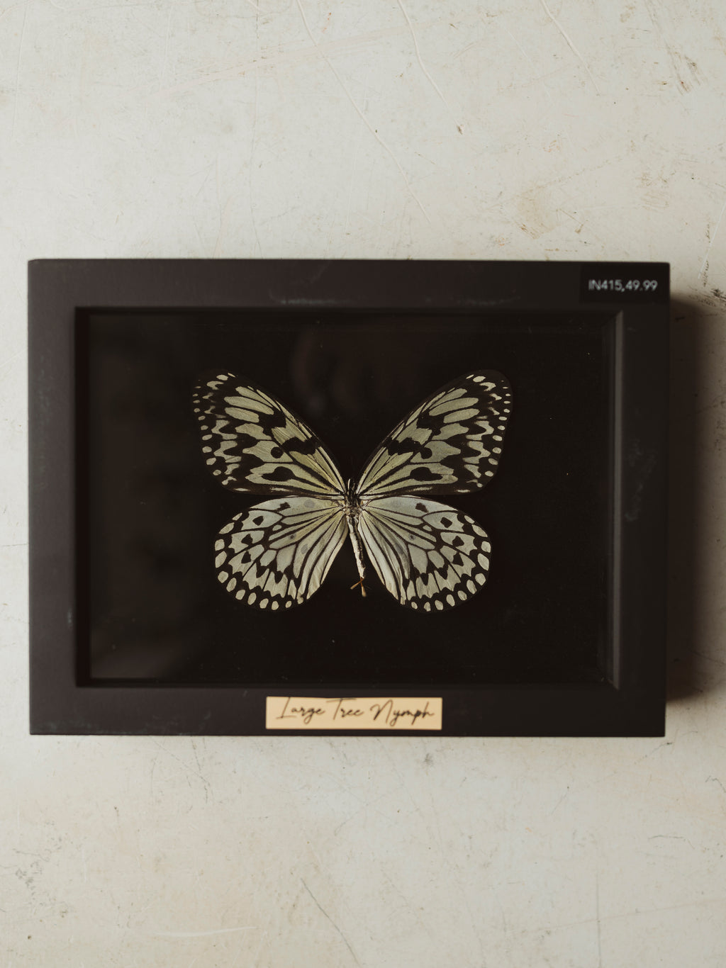5.75" Framed Large Tree Nymph, IN415