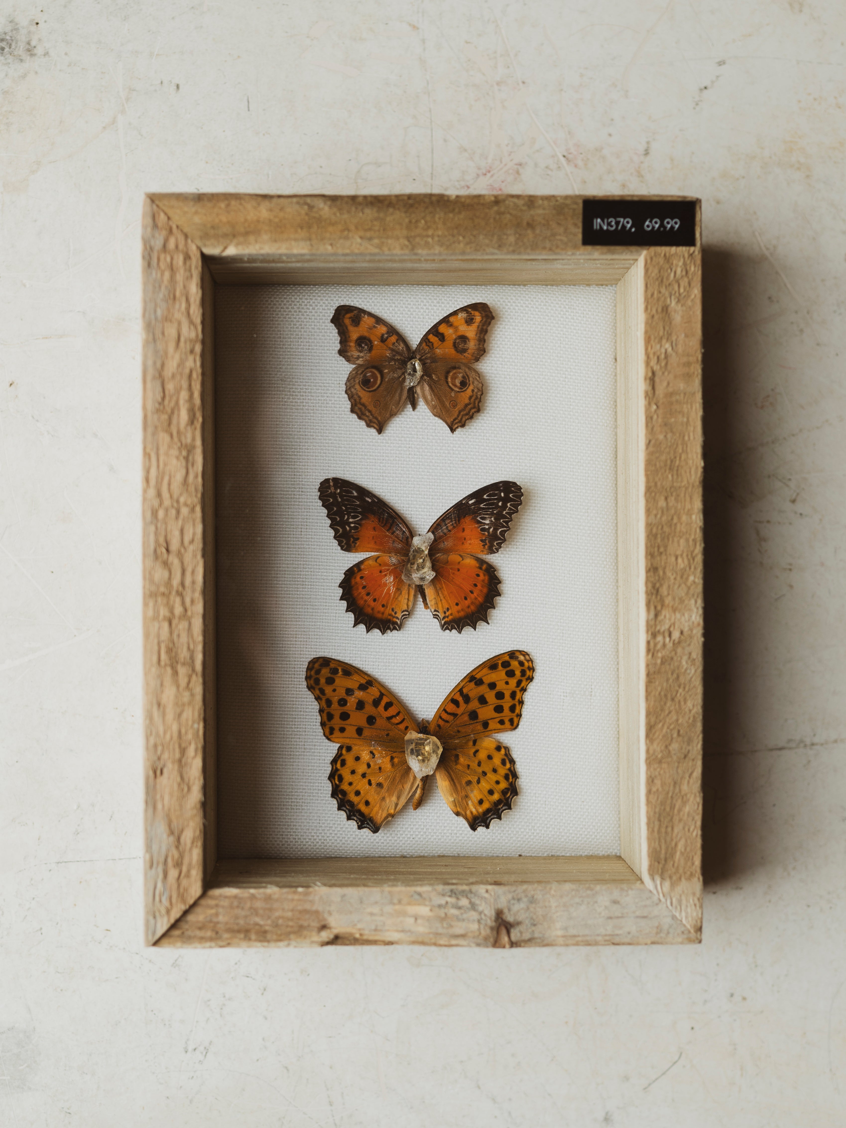 7.75" Framed Butterfly Collection, IN379
