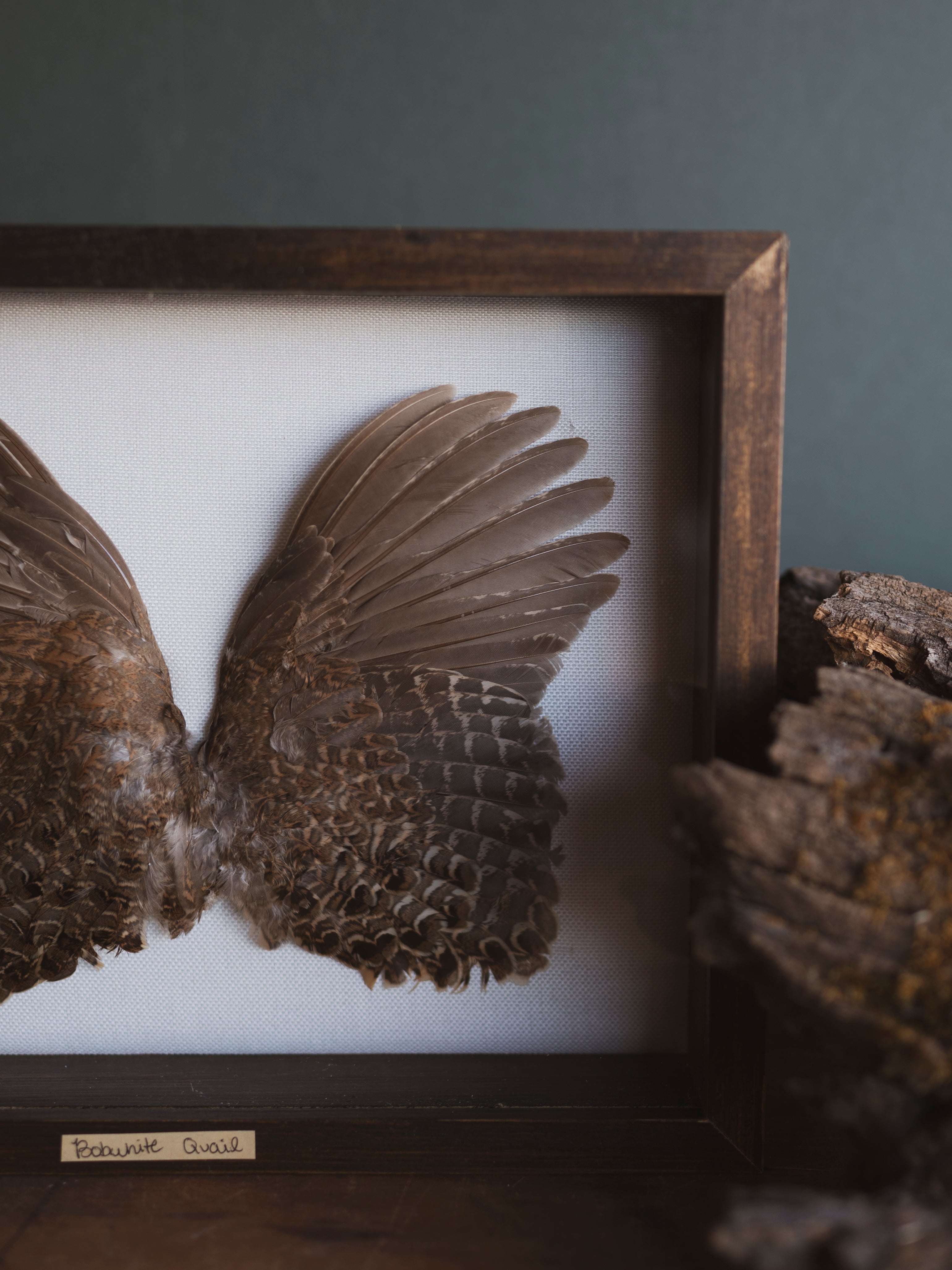 8.5x10.5 Framed Bobwhite Quail Wings, PS604