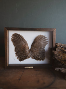 8.5x10.5 Framed Bobwhite Quail Wings, PS604