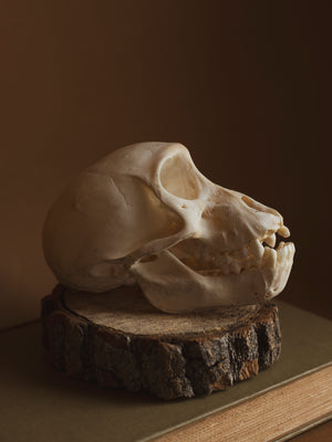 Juvenile Baboon Skull, SB729