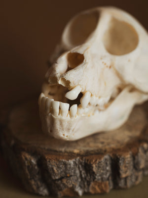 Juvenile Baboon Skull, SB729