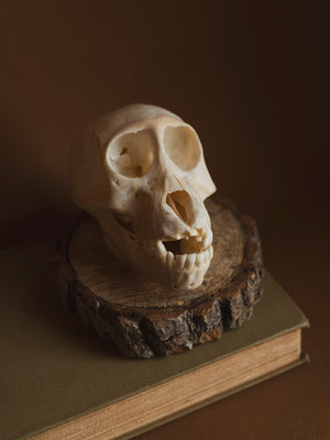 Juvenile Baboon Skull, SB729