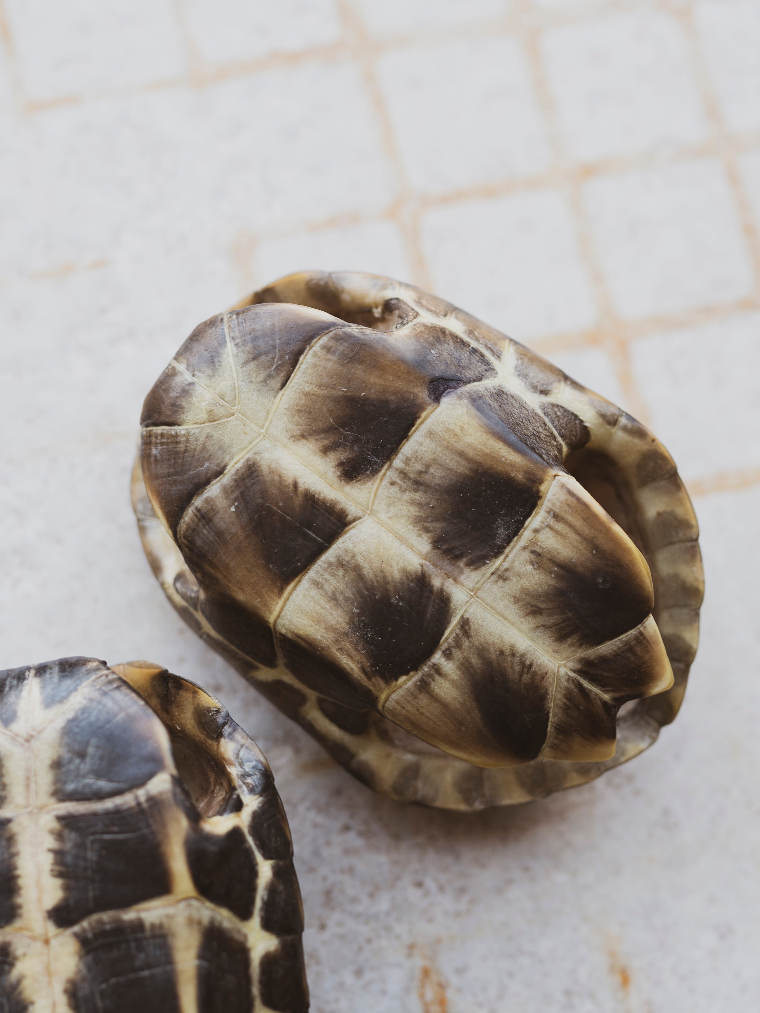 Reeve’s Three Keeled Pond Turtle Shell, SB537