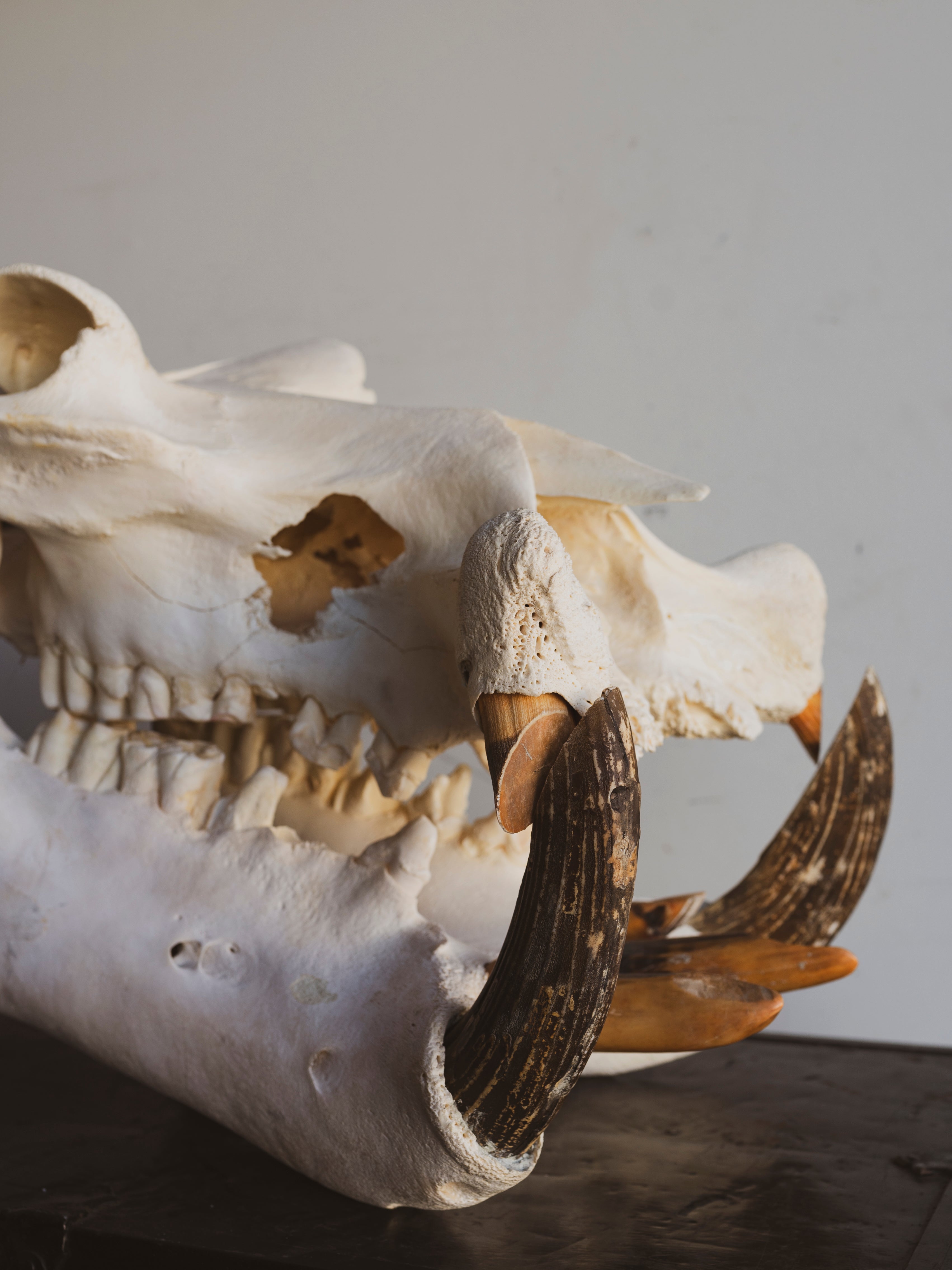 Hippo Skull, SB165