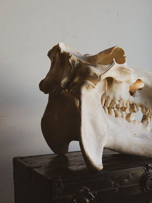 Hippo Skull, SB165