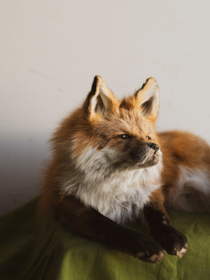 Full Body Red Fox Taxidermy, TA8