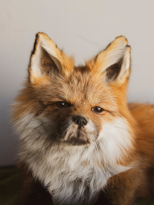 Full Body Red Fox Taxidermy, TA8