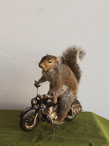 Squirrel Motorcycle Taxidermy, TA1