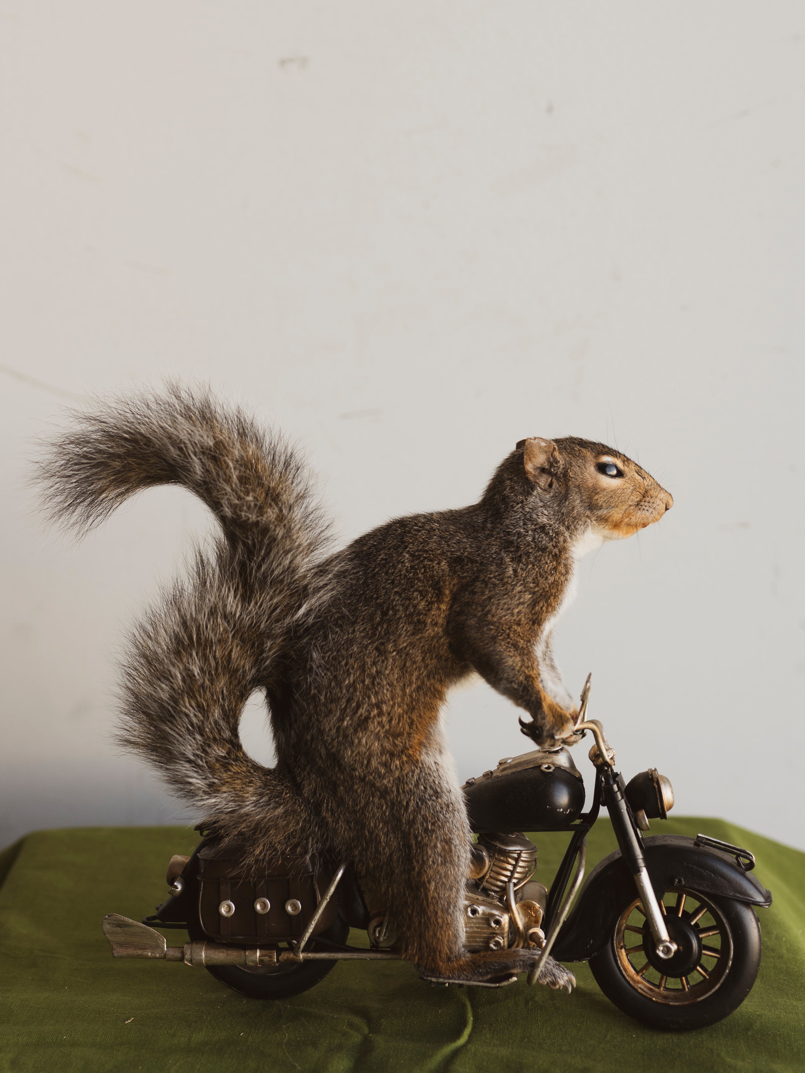 Squirrel Motorcycle Taxidermy, TA1