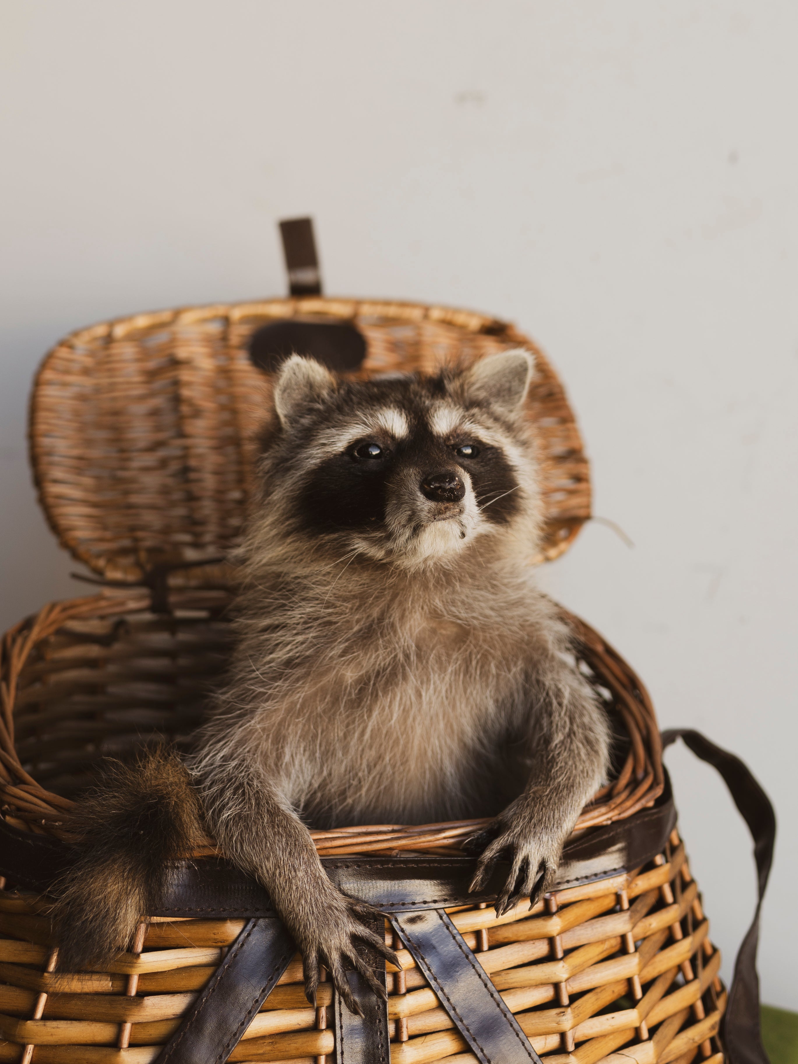 Raccoon Basket Taxidermy, TA6