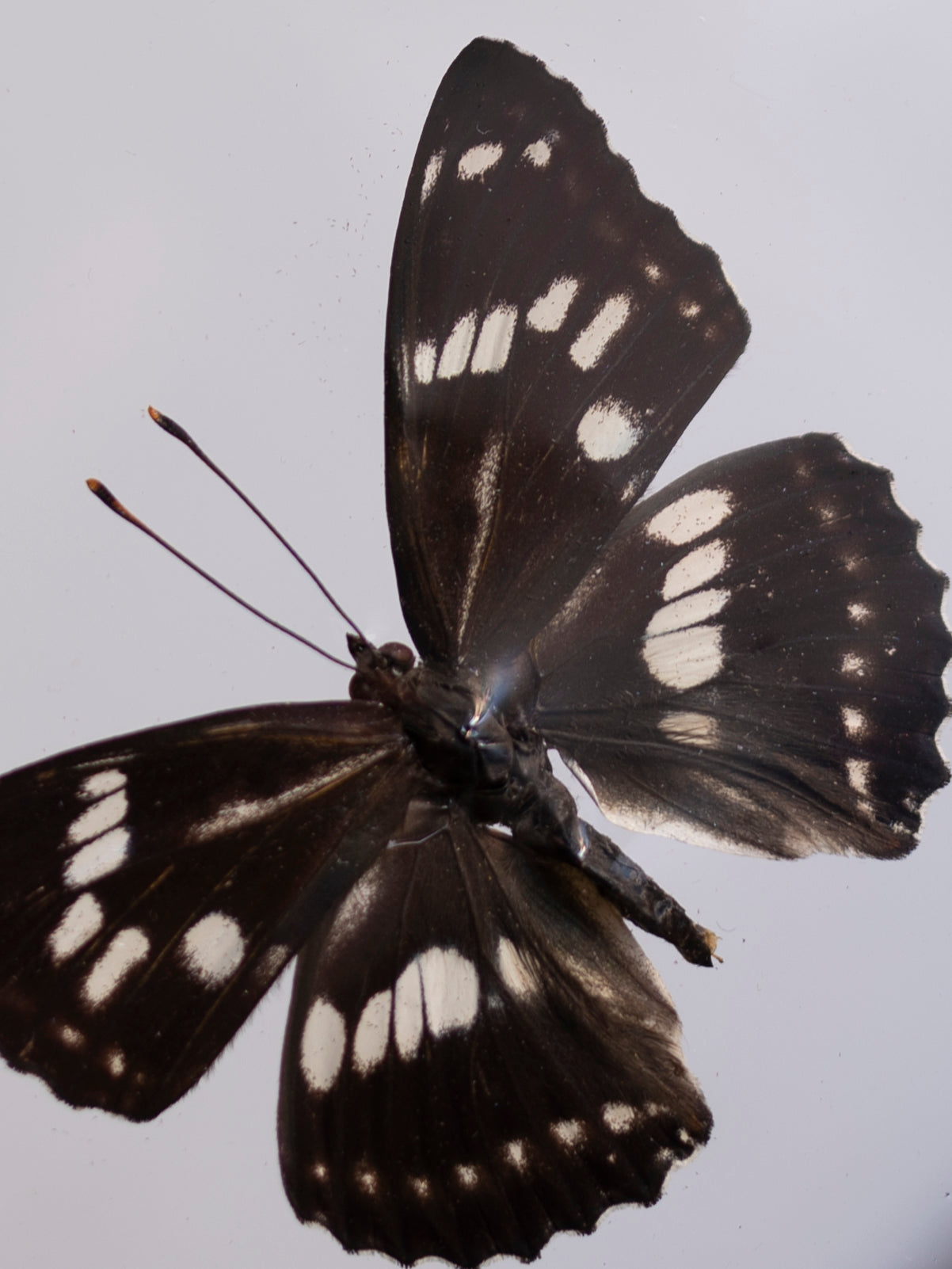 4.5 Tek Square Southern White Admiral, IN505