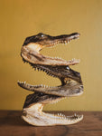 5-6" American Alligator Head, PS149