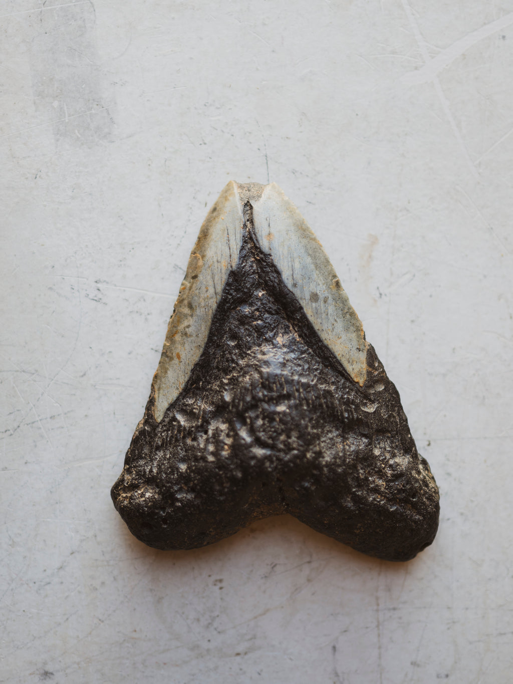 5.10" Fossilized Megalodon Shark Tooth, RM434