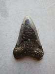 4.8"  Fossilized Megalodon Shark Tooth, RM430