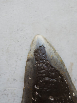 4.8"  Fossilized Megalodon Shark Tooth, RM430