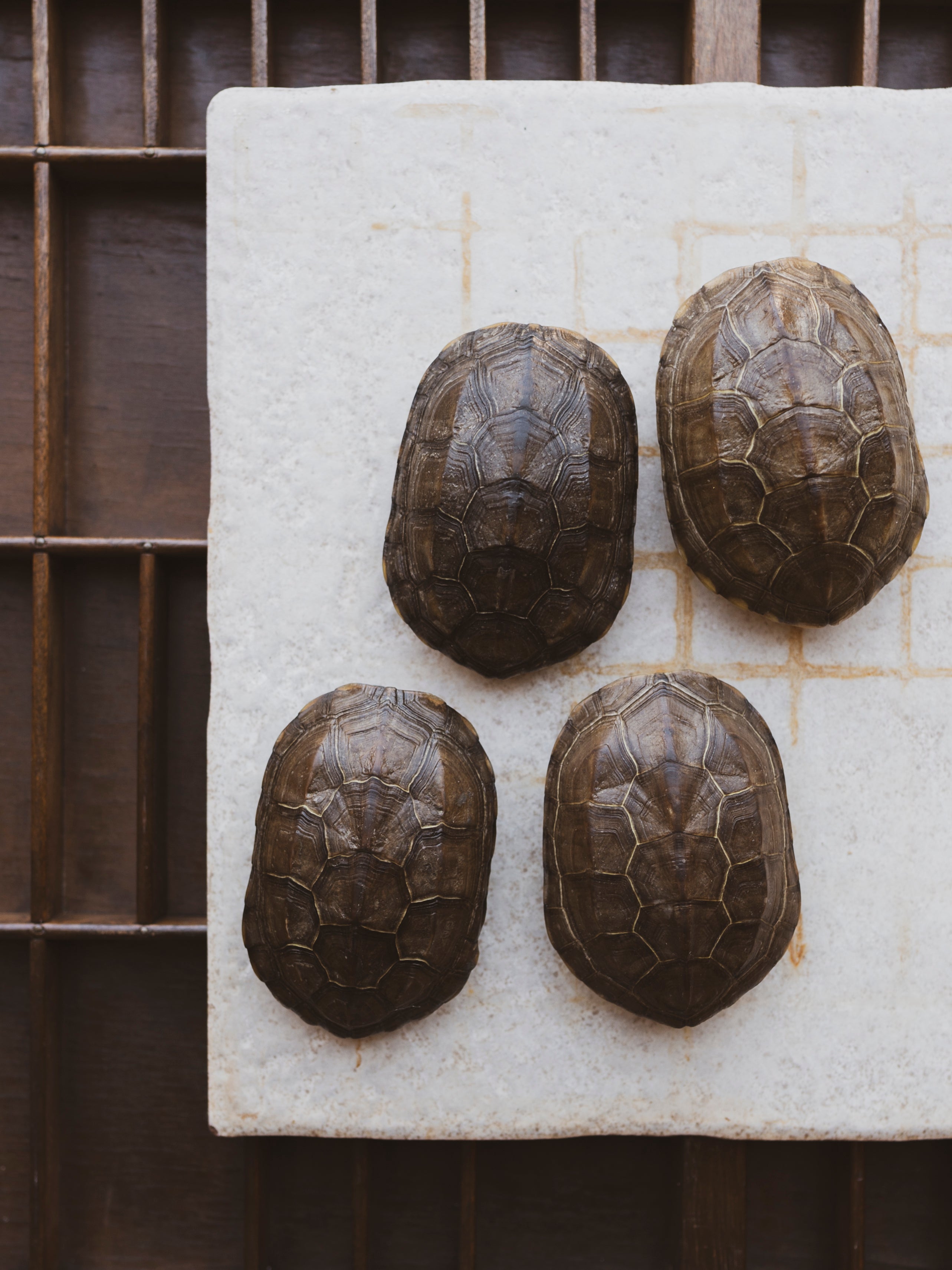 Reeve's Three Keeled Pond Turtle Shell, SB537 – Black Moth