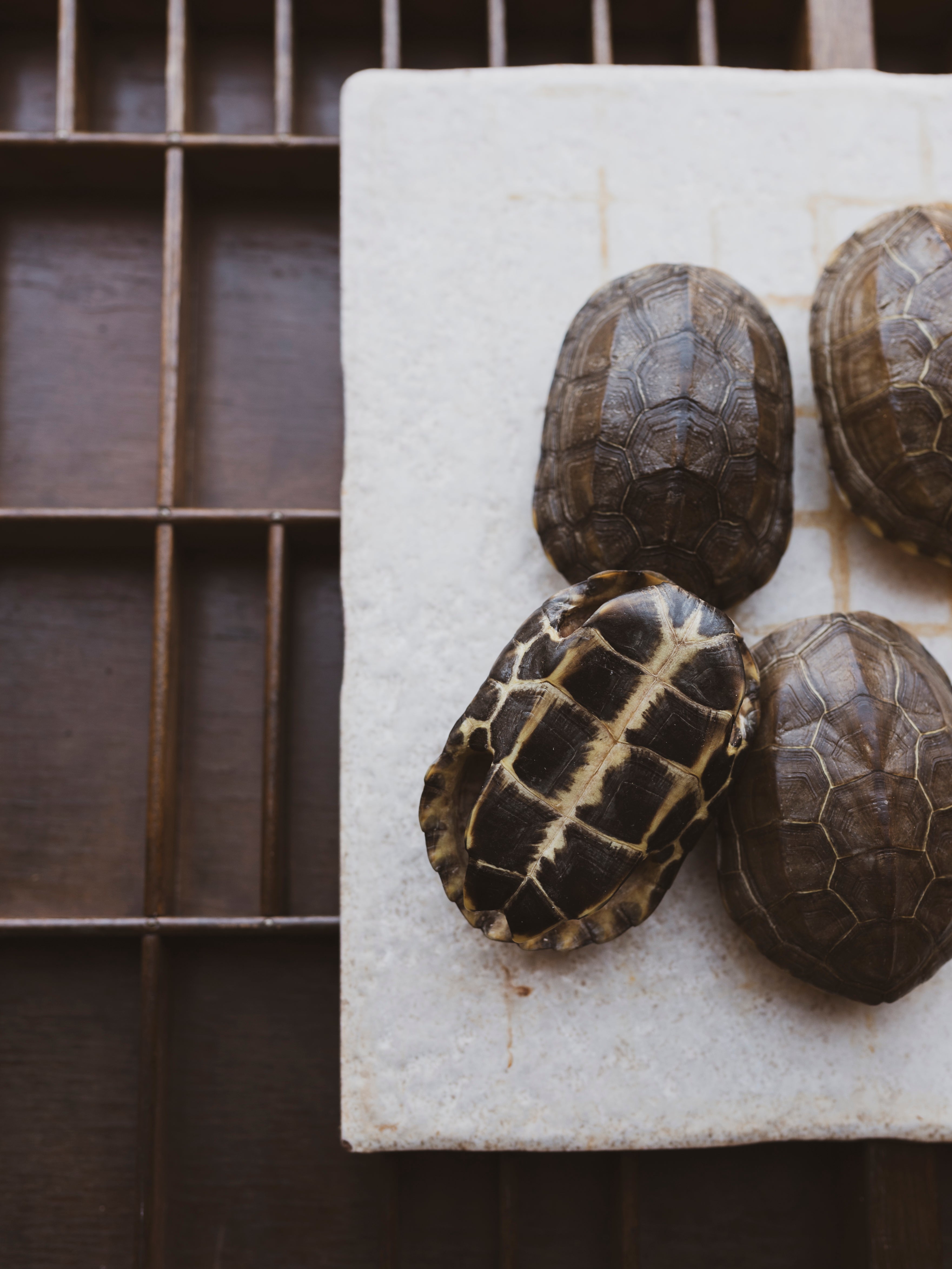 Reeve’s Three Keeled Pond Turtle Shell, SB537